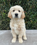 Golden Retriever Puppies for Sale Melbourne