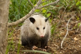 Free Australian Classifieds CBD Possum Removal Hobart in Hobart TAS
